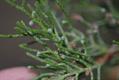 Greek juniper